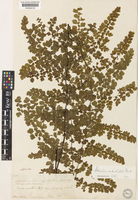 Kew Gardens K000656192:  Spruce, R. [5706] Ecuador