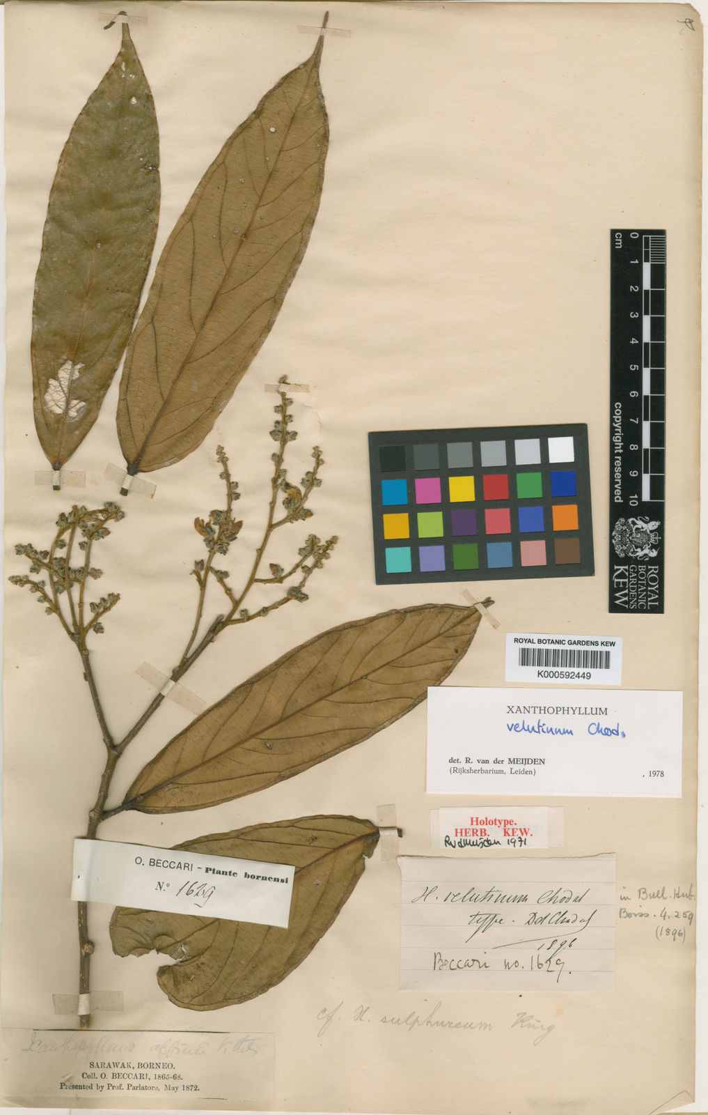 Xanthophyllum Velutinum Chodat | Plants Of The World Online | Kew Science