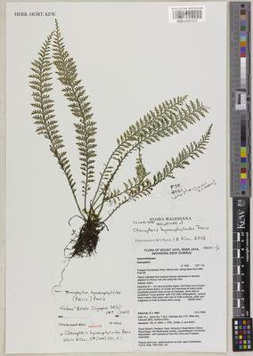 Kew Gardens K001096920:  Edwards, P.J.; et al. [4061] Indonesia