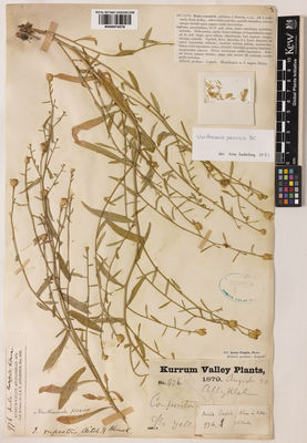 Kew Gardens K000974578:  Aitchison, J.E.T. [976] Afghanistan