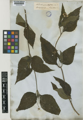 Kew Gardens K000504558:  Sinclair [s.n.] Ecuador