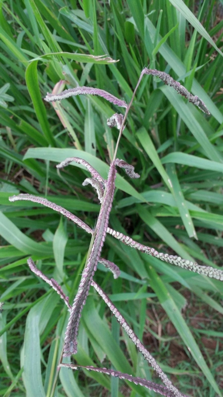 © copyright of the Board of Trustees of the Royal Botanic Gardens, Kew.