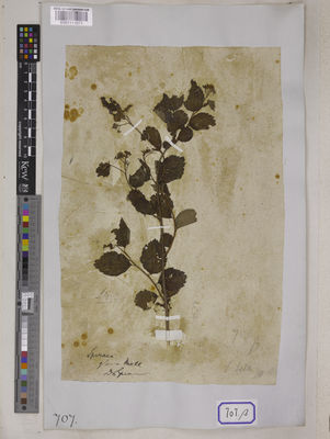 Kew Gardens K001111671:  Govan, G. [Cat. no. 707] India