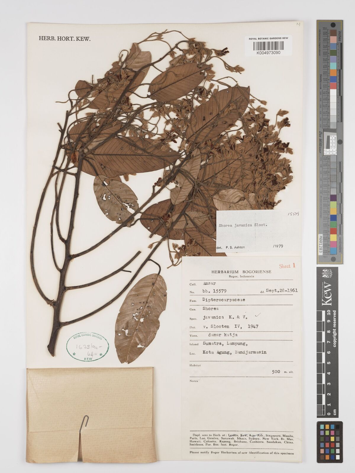 Anthoshorea javanica (Koord. & Valeton) P.S.Ashton & J.Heck. | Plants ...