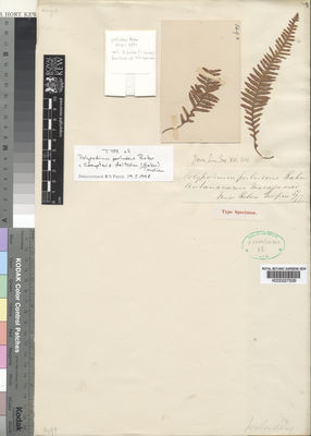 Kew Gardens K000227539:  Gilpin, H. [s.n.] Madagascar