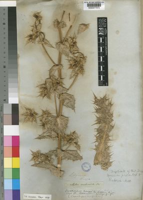 Kew Gardens K000377573:  Drege [s.n.] South Africa