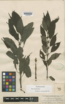 Kew Gardens K000575432:  Heyde; Lux [3147] Guatemala