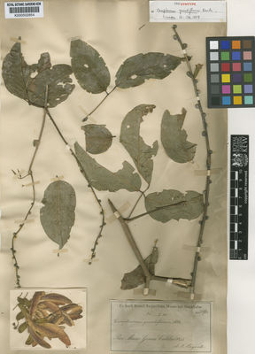 Kew Gardens K000502854:  Regnell, A.F. [I 86] Brazil