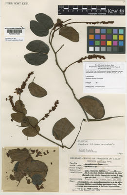 Kew Gardens K000057028:  Silva, L.A.M.; Hage, J.L. [81] Brazil