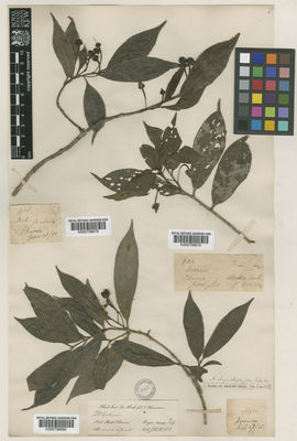 Kew Gardens K000756679:  s.coll. [922] India