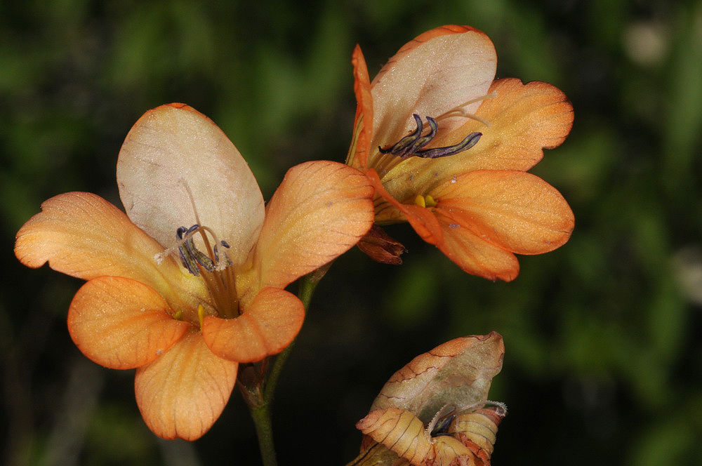 Tritonia Ker Gawl. | Plants of the World Online | Kew Science