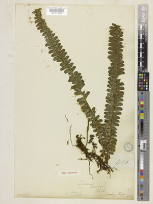 Kew Gardens K000115353:  Cuming, H. [405] Malaysia