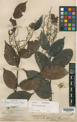 Kew Gardens K000671431:  Maingay, A.C. [s.n.] Malaysia