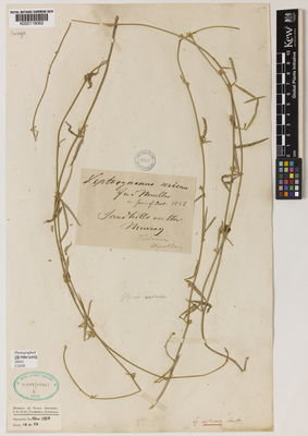 Kew Gardens K000119062:  Mueller, F.J.H. [s.n.] Australia