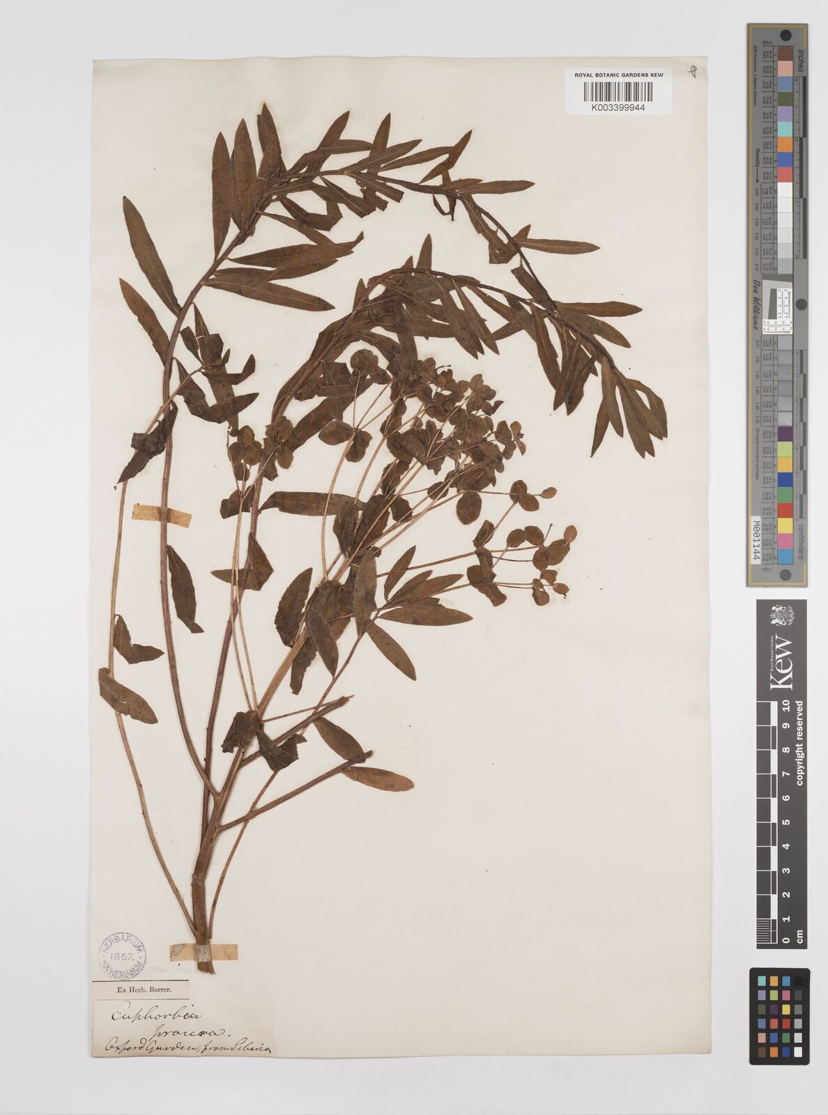 Euphorbia epithymoides subsp. epithymoides Plants of the World Online