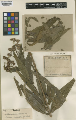 Kew Gardens K000485977:  Lorentz, P.G.; Hieronymus, G. [874] Bolivia