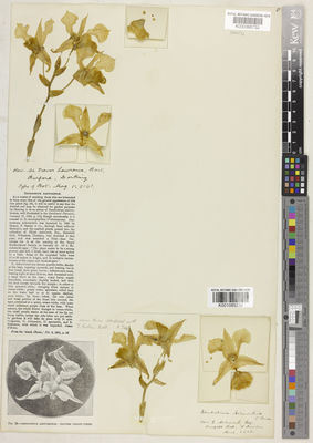 Kew Gardens K001085252:  s.coll. [s.n.]