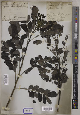 Kew Gardens K001120494:  Wallich, N. [Cat. no. 5311]