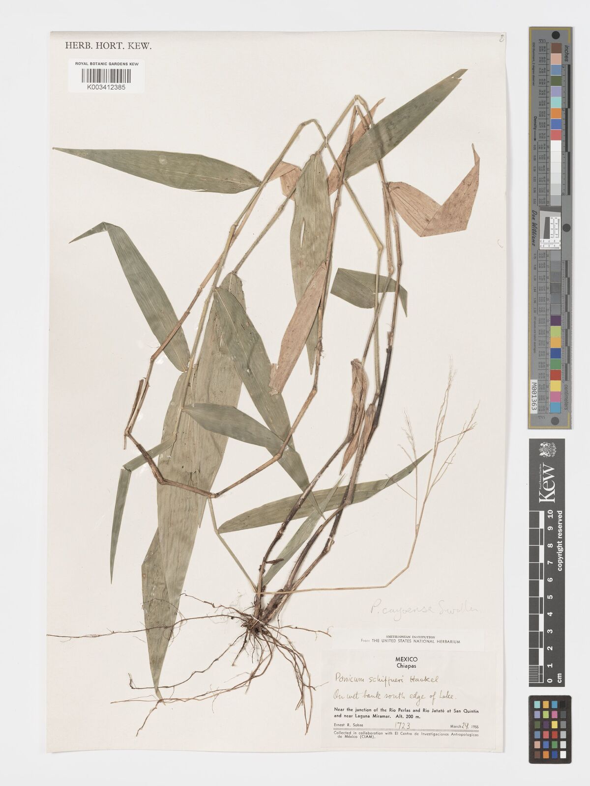 Panicum cayoense