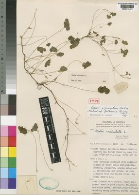 Kew Gardens K000417422:  Maas Geesteranus, R.A. [6160] Kenya