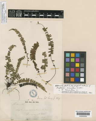 Kew Gardens K000633304:  Liebmann [s.n.] Mexico