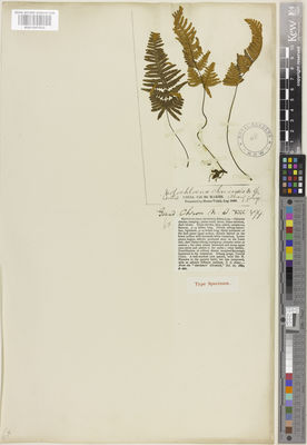 Kew Gardens K001057923:  Maries, C. [s.n.] China