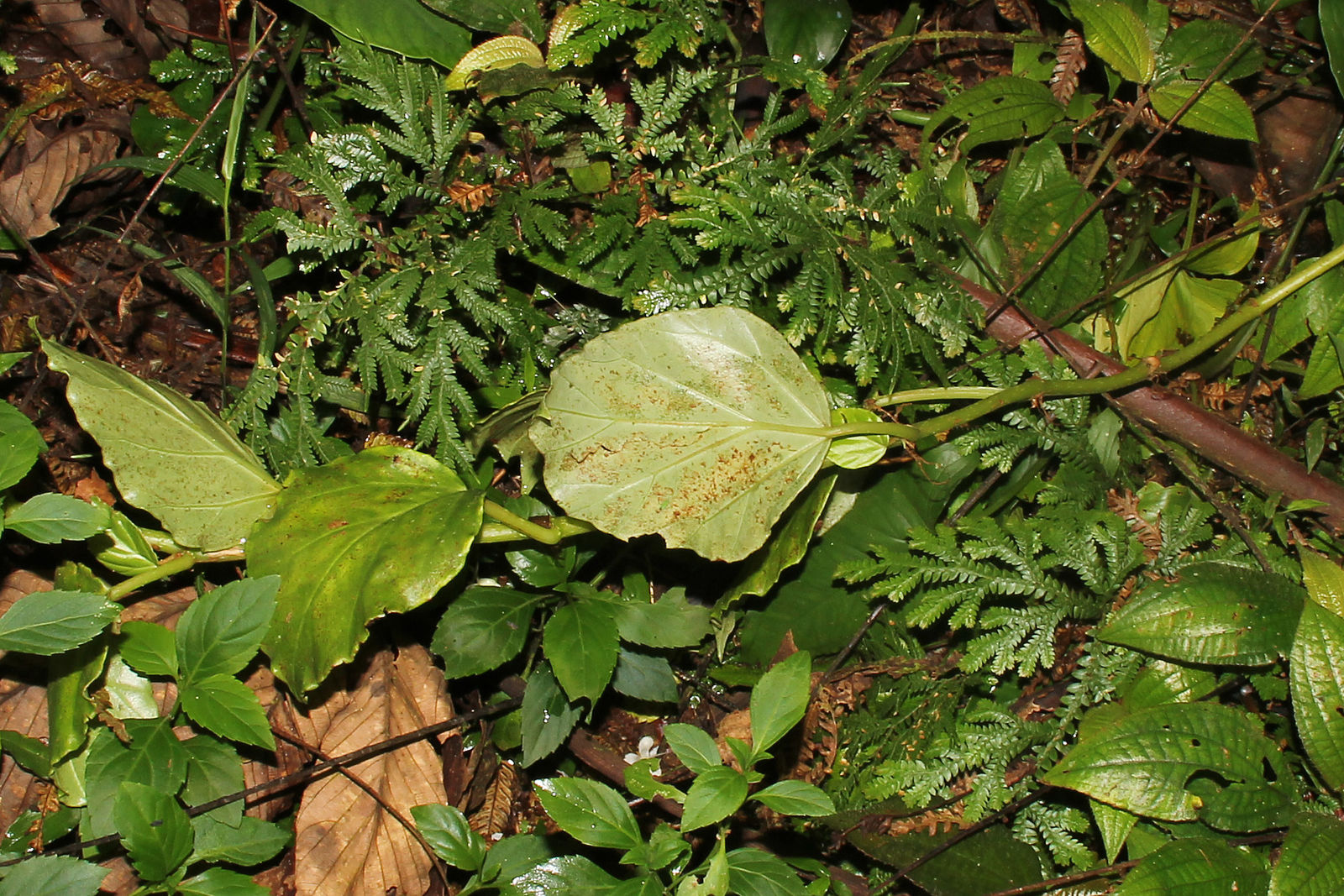 Begonia glabra Aubl. | Colombian Plants made accessible