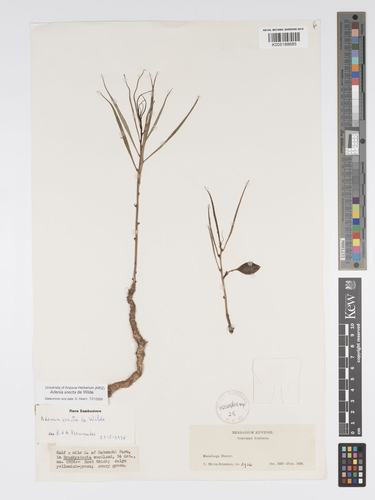 Adenia erecta