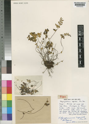 Kew Gardens K000435453:  Pichi-Sermolli, R.E.G. [4453] Congo, Democratic Republic of the