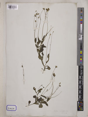 Kew Gardens K001118641:  s.coll. [Cat. no. 3145]