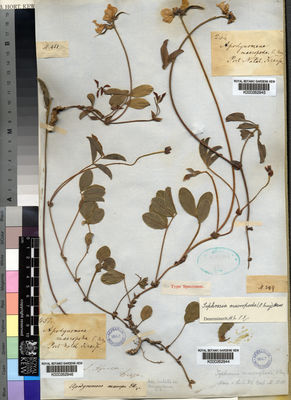 Kew Gardens K000262944:  Drege [s.n.] South Africa