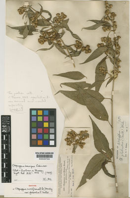 Kew Gardens K000497334:  Heyde; Lux [4235] Guatemala