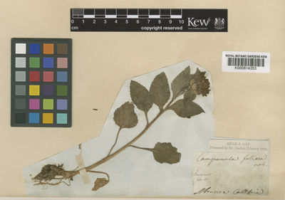 Kew Gardens K000814353:  Tenore [s.n.] Italy