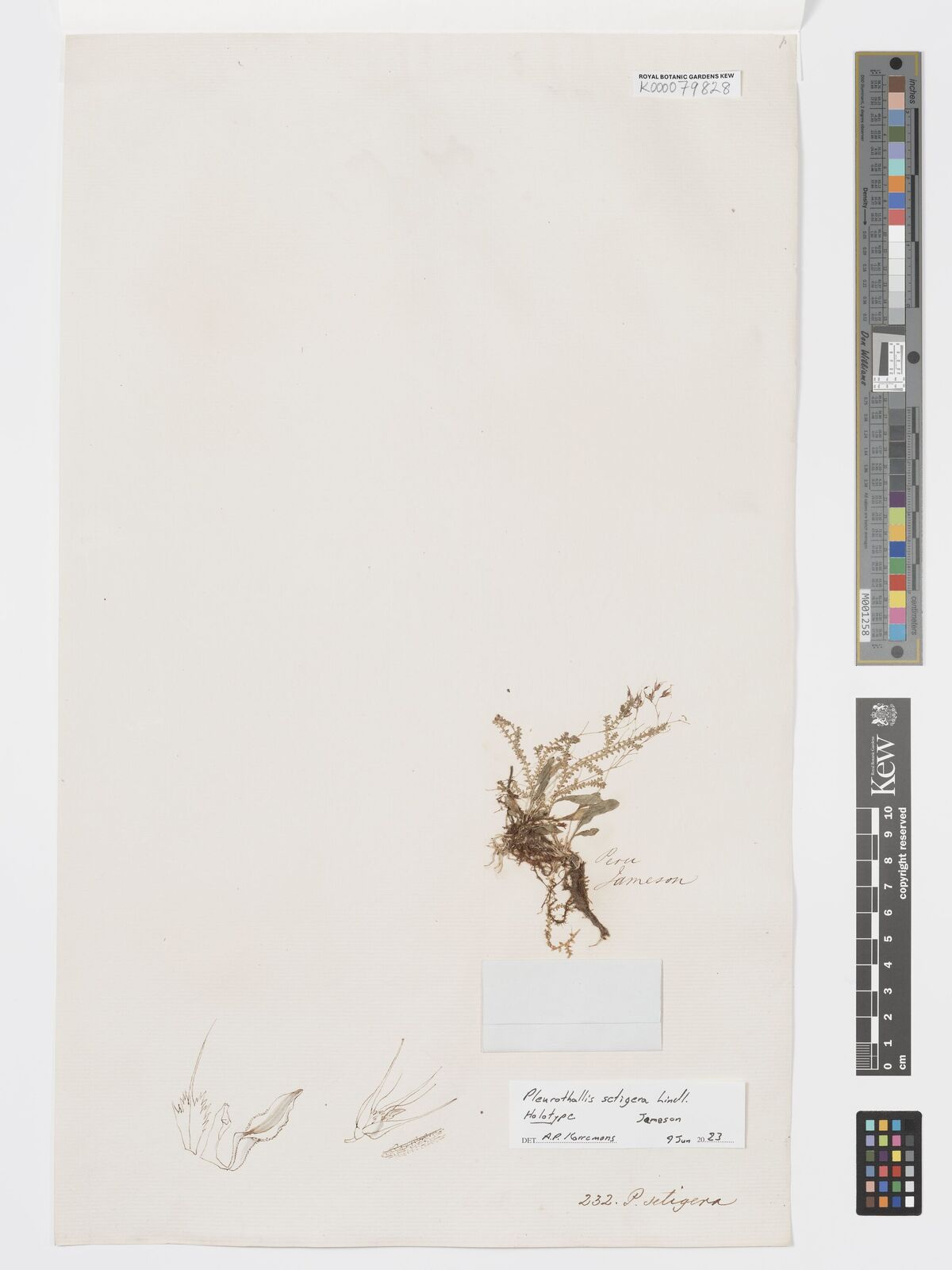 Kew Gardens K000079828:  Jameson [s.n.] Peru