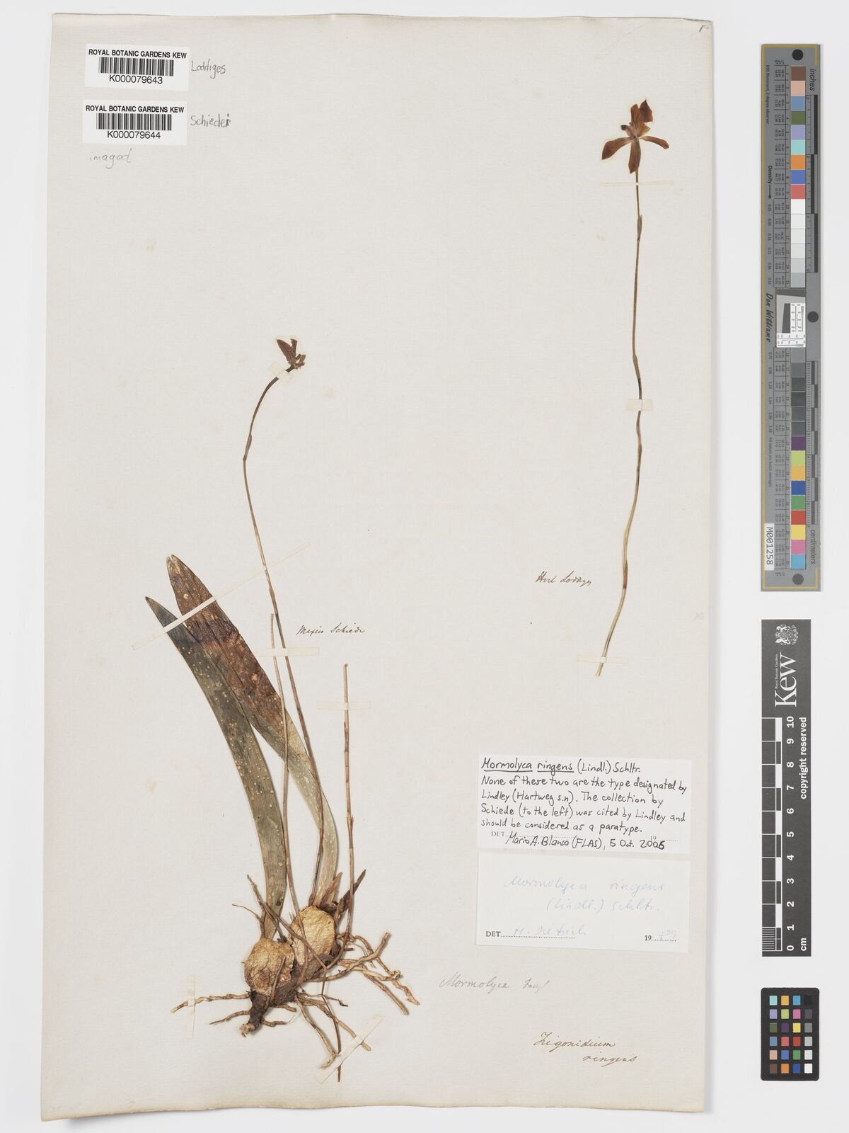Kew Gardens K000079643:  Loddiges [s.n.]