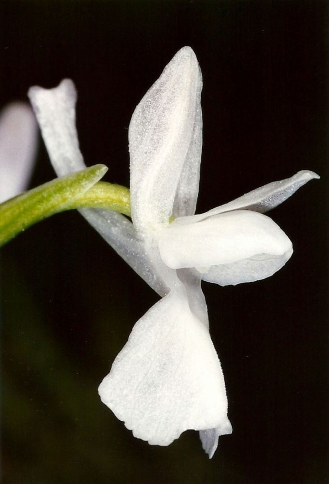 Anacamptis laxiflora subsp. laxiflora | Plants of the World Online ...