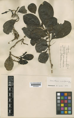 Kew Gardens K000528850:  Heyde; Lux [3044] Guatemala