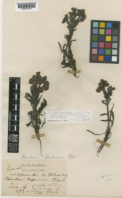 Kew Gardens K000739181:  King's collector [s.n.]