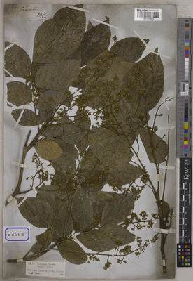 Kew Gardens K001123682:  s.coll. [Cat. no. 6366]