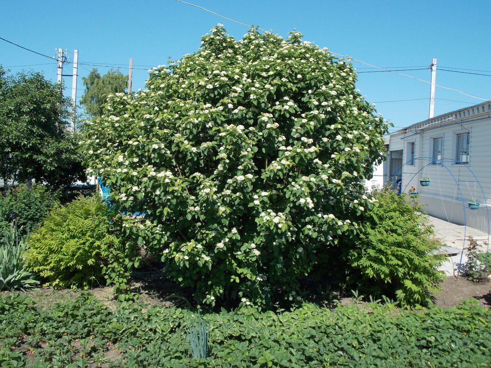 Image of Cornus sanguinea tree