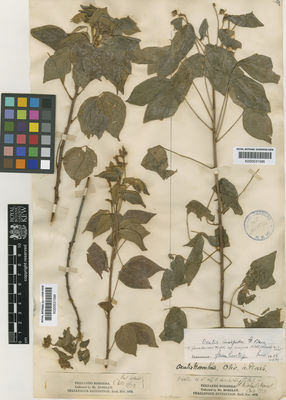 Kew Gardens K000531595:  Moseley [s.n.] Brazil