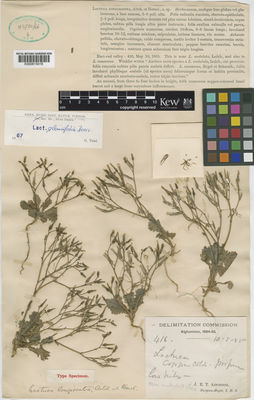 Kew Gardens K000815016:  Aitchison, J.E.T. [416] Afghanistan