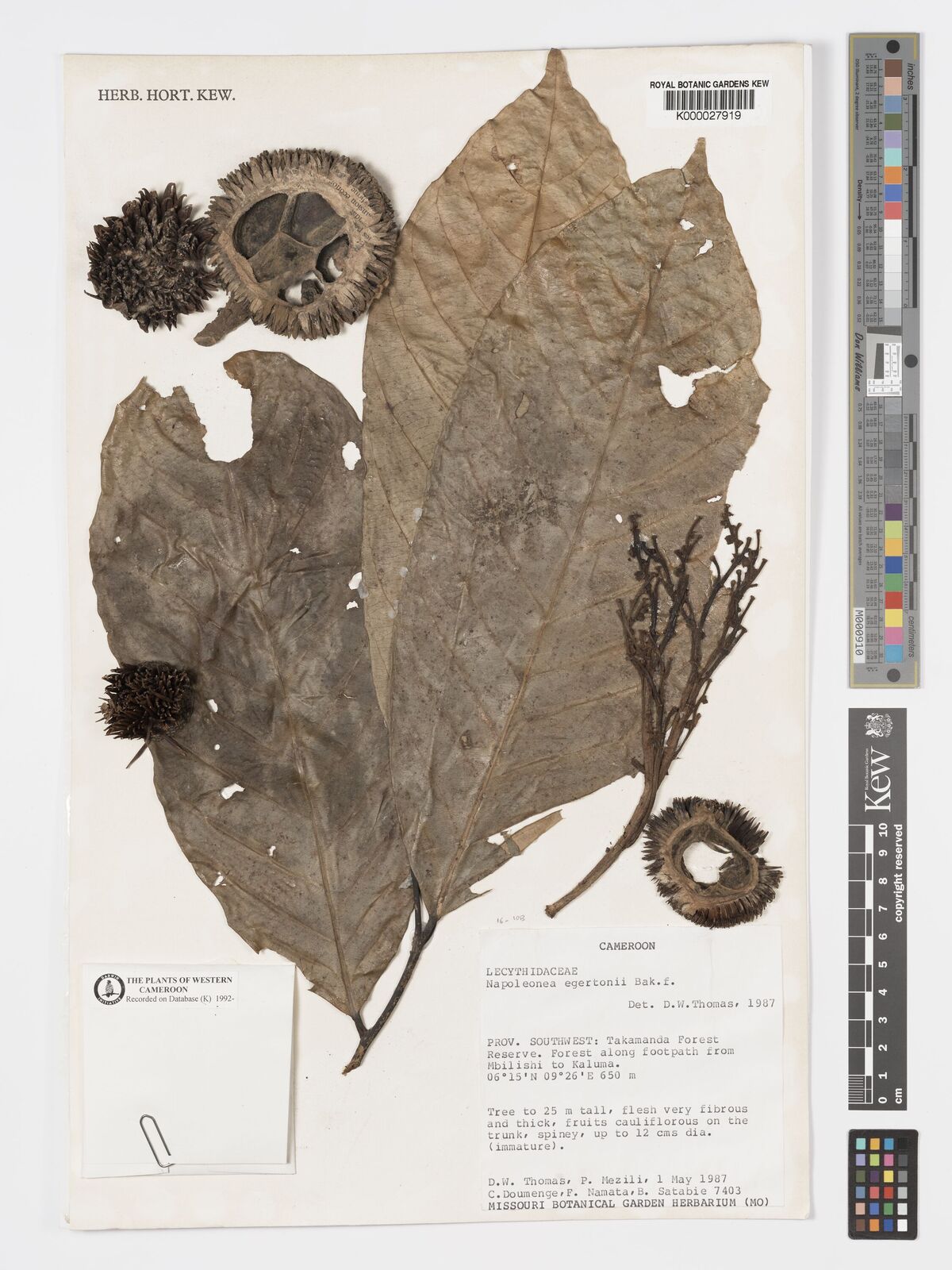 Napoleonaea egertonii