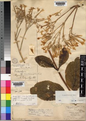 Kew Gardens K000232774:  Parkyns, M. [s.n.] Ethiopia