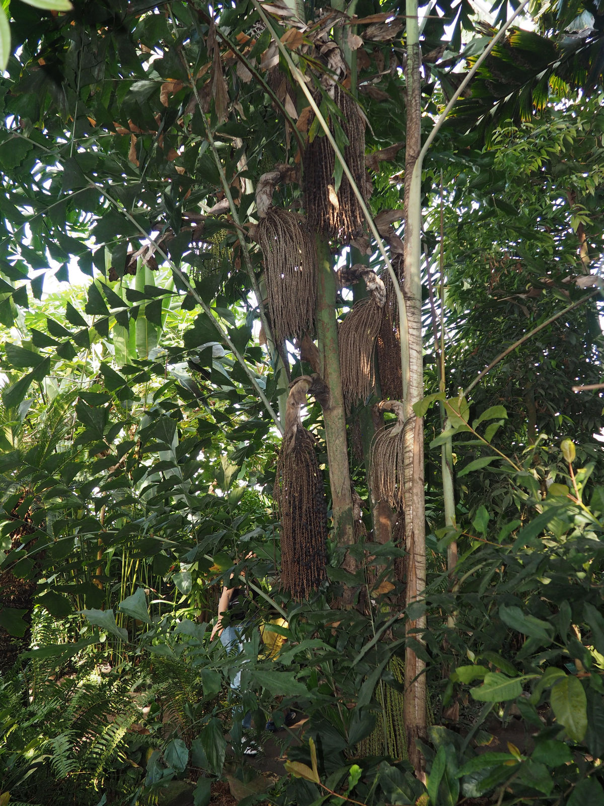 Caryota Mitis Lour. 