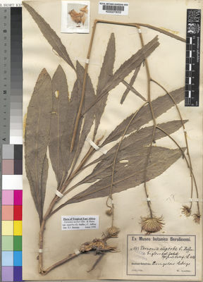 Kew Gardens K000273002:  Goetze, W. [s.n.] Tanzania