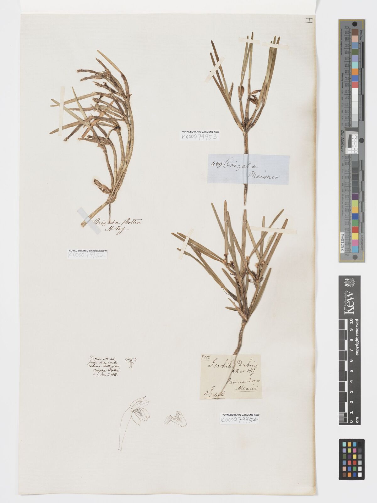 Kew Gardens K000079952:  Botteri [s.n.] Mexico