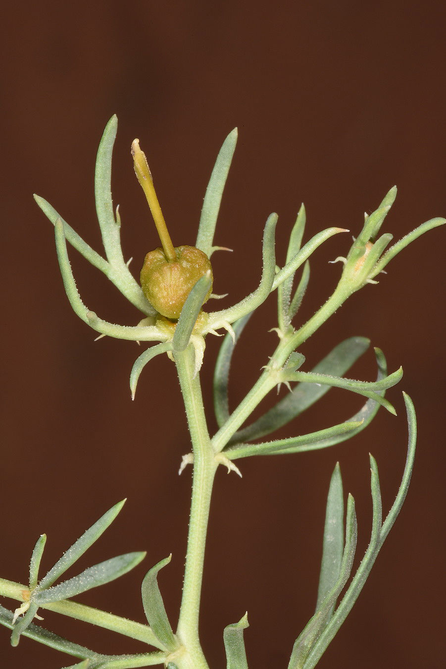Peganum harmala L. Plants of the World Online Kew Science