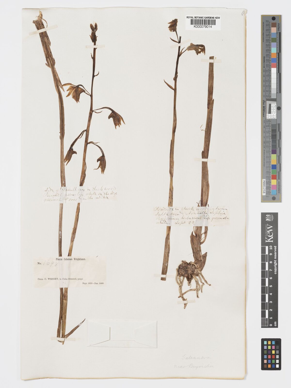 Kew Gardens K000079014:  Wright, C. [1698] Cuba