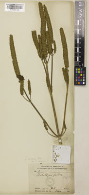 Kew Gardens K000881699:  Strachey, R.; Winterbottom, J.E. [8] India